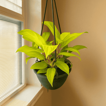 Philodendron Ceylon Gold