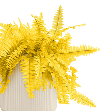 Boston Fern