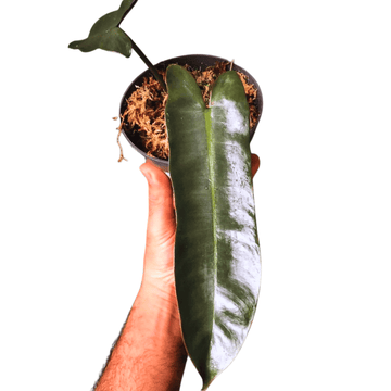 Philodendron Atabapoense