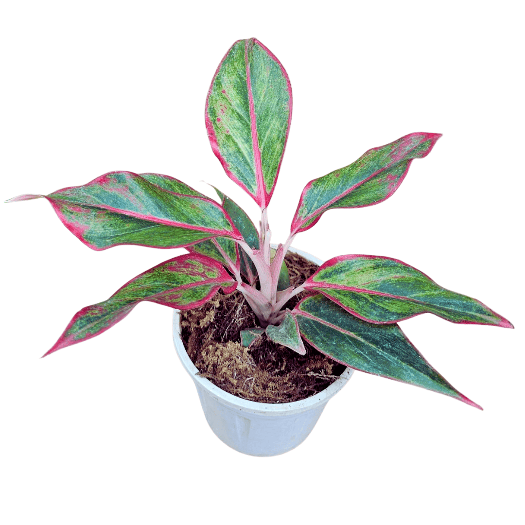 aglaonema red lipstick scientific name Aglaonema Lipstick Red