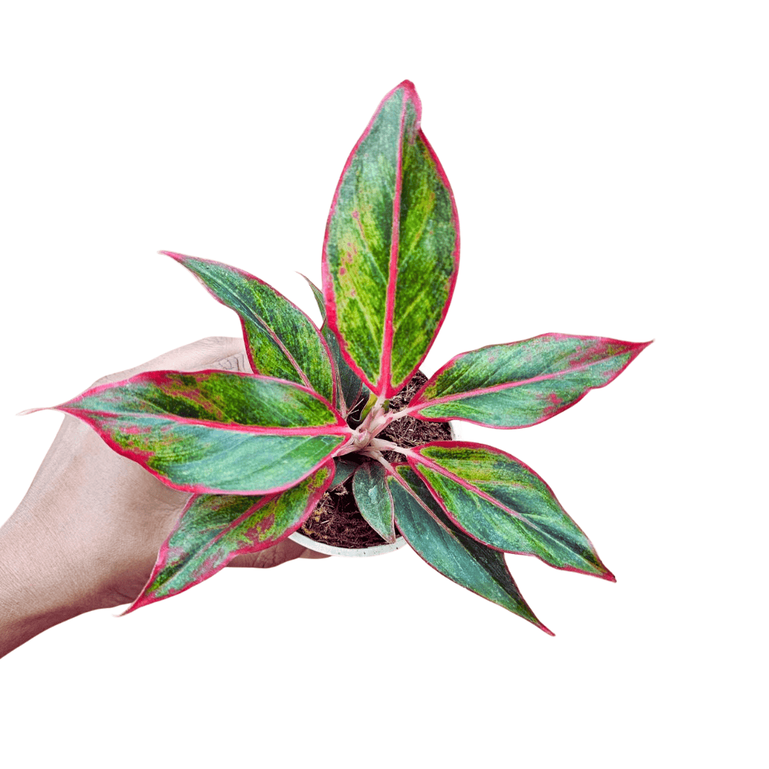 aglaonema lipstick plant Aglaonema Lipstick Red