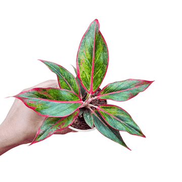aglaonema red lipstick indoor plant Aglaonema Lipstick Red