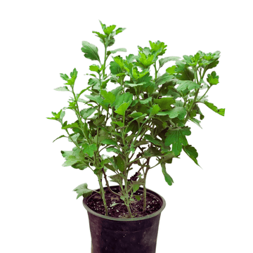 Chrysanthemum Set of Five