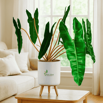 Philodendron Billietiae