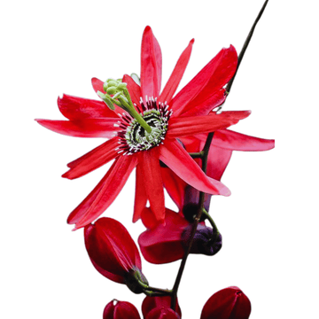 Krishna Kamal Red Vine