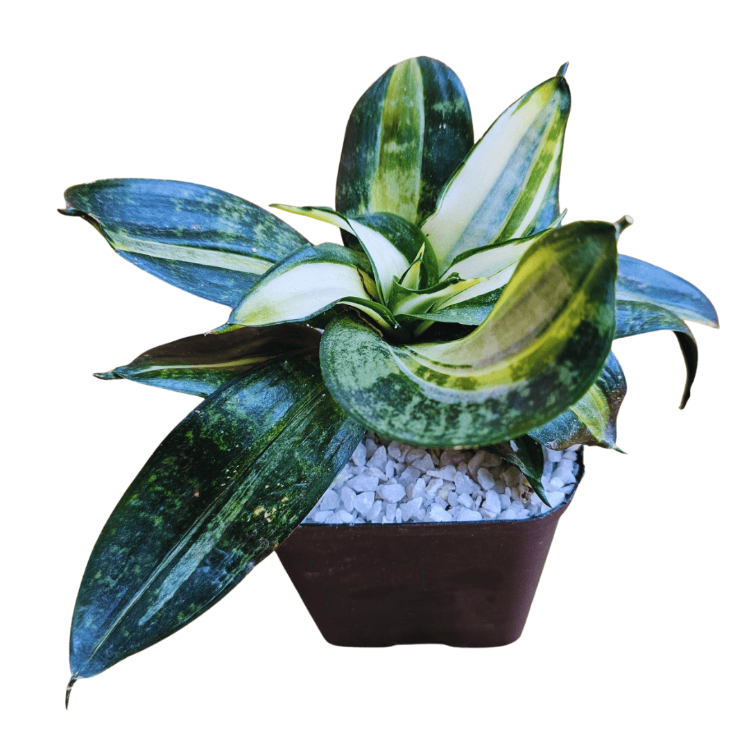 sansevieria birds nest hahnii trifasciata marginata snake plant toxic Bird Nest Snake Plant