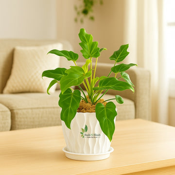 philodendron xanadu bonsai Philodendron Xanadu