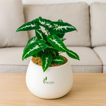 Syngonium Wendlandii