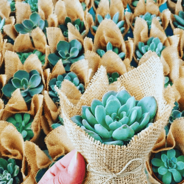 Wrapped Succulent Gifts