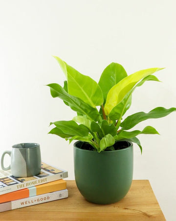 Philodendron Moonlight / Air Purifying Plants