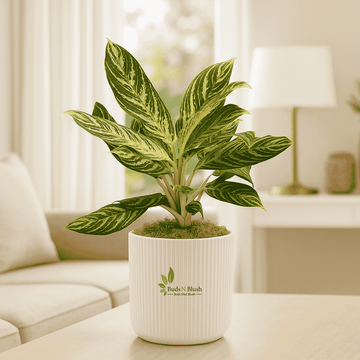 Butterfly Aglaonema  Plant