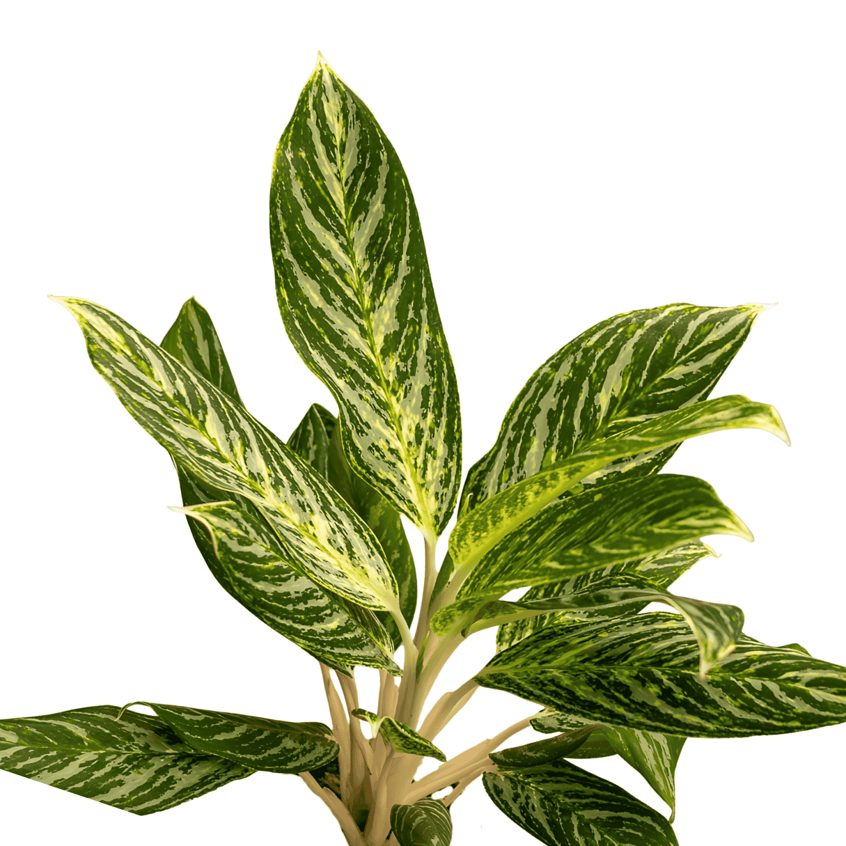 aglaonema butterfly green Butterfly Aglaonema Plant