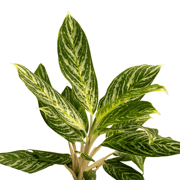 Butterfly Aglaonema  Plant