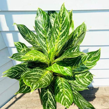 Aglaonema Butterfly Plant Green Air Purifying Plants