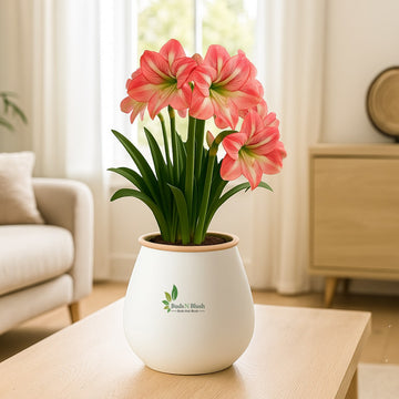Amaryllis Bulb