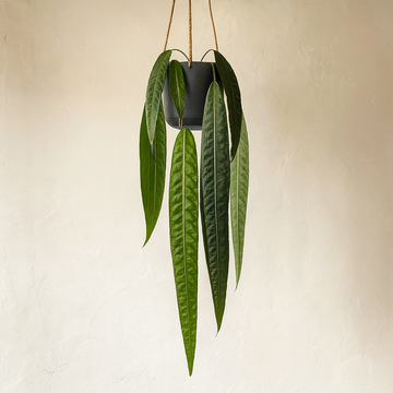 Anthurium Vittarifolium