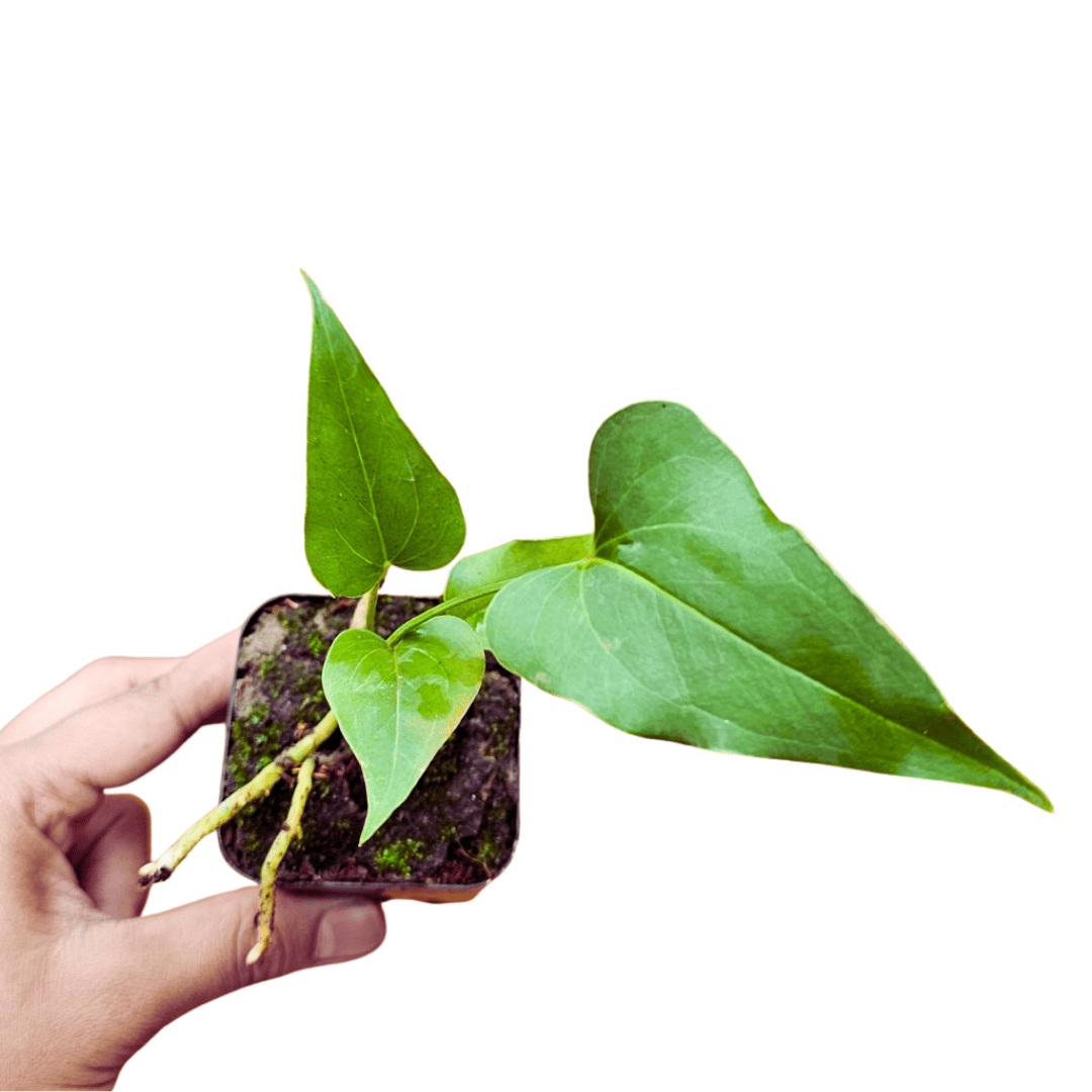 anthurium boli Anthurium Balaoanum