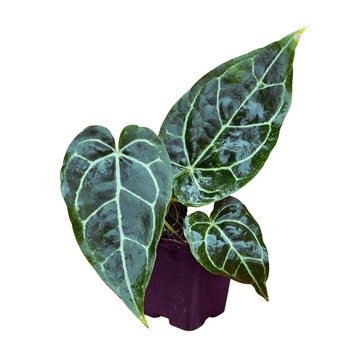 Anthurium Magnificum