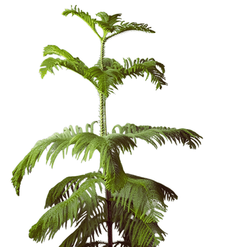 Araucaria - Christmas Tree