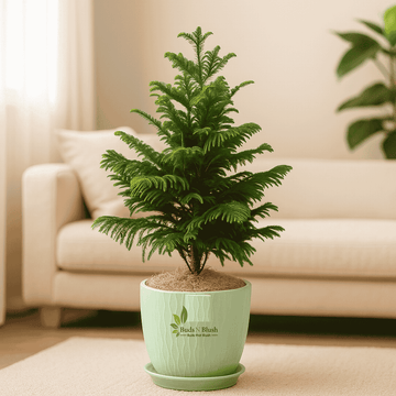 Araucaria - Christmas Tree