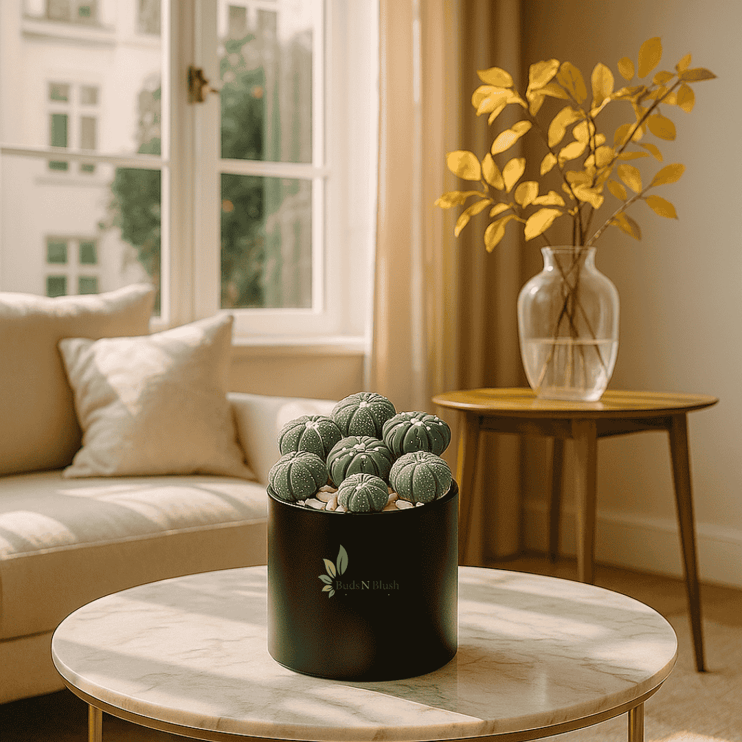 Astrophytum Myriostigma