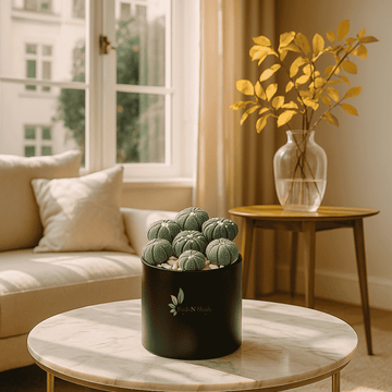 Astrophytum Myriostigma