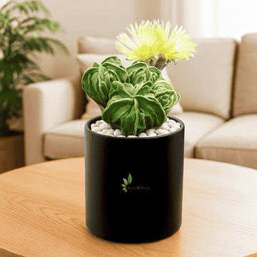 Rare Astrophytum Nudum Fukuryu