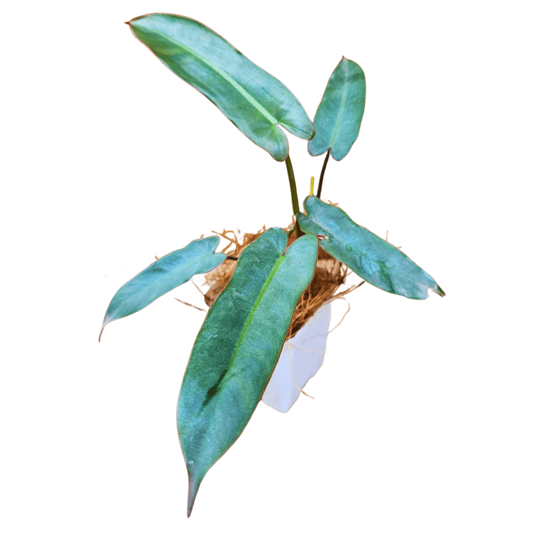 philodendron atabapoense silver Philodendron Atabapoense