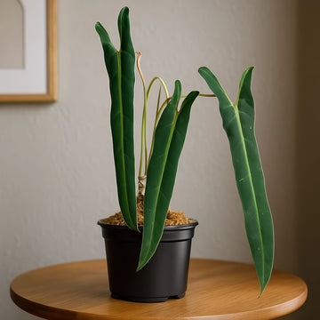 Philodendron Atabapoense Small