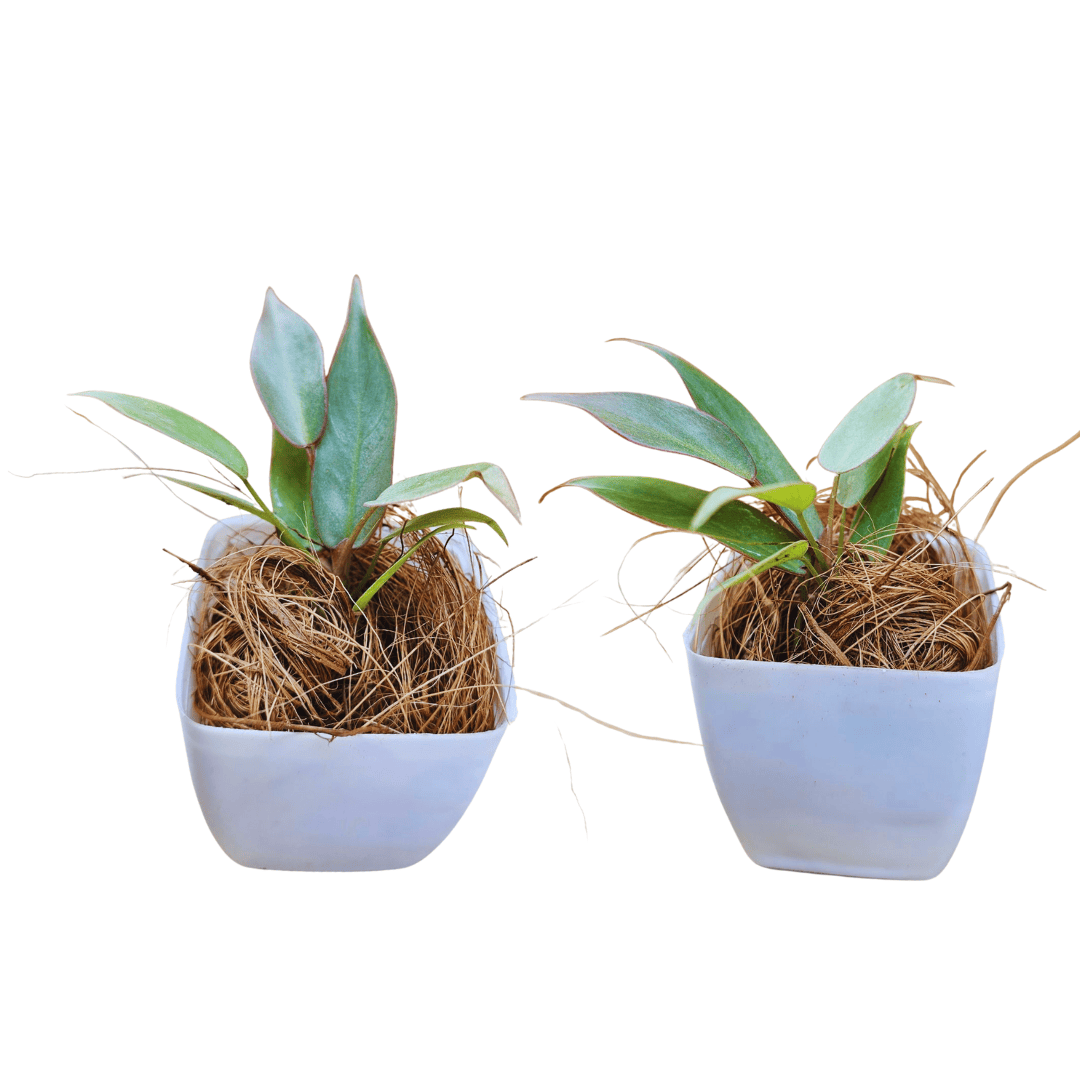 philodendron adobapowindsy Philodendron Atabapoense