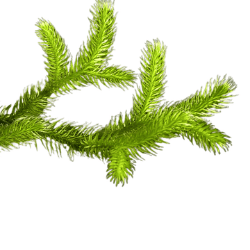 Lycopodium Fern