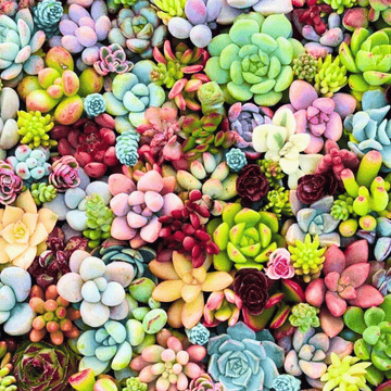 potting bare root succulents Bare Root Succulent Starter Pack