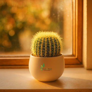 Golden Barrel Cactus