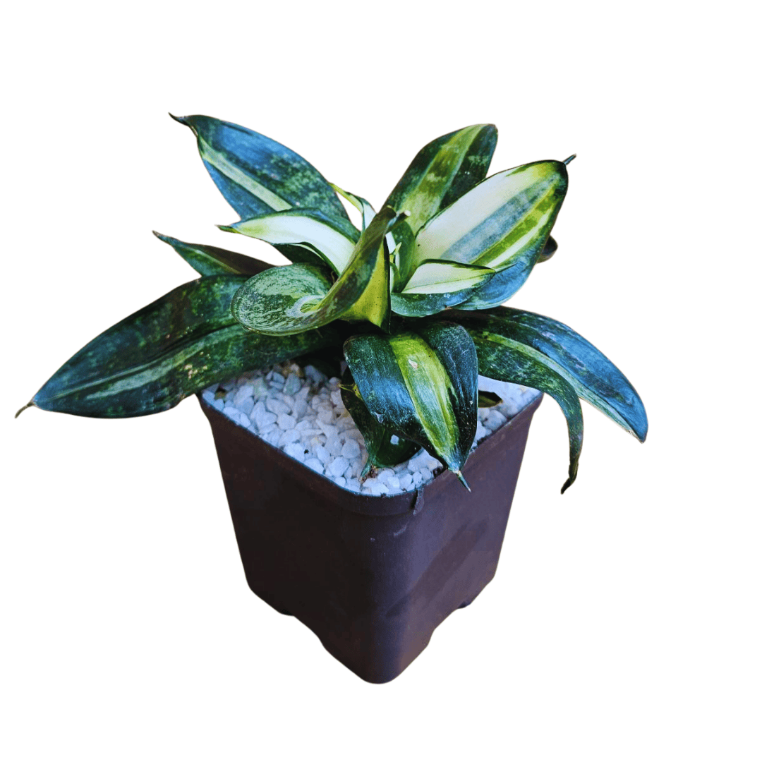 bird's nest snake plant for sale Bird Nest Snake Plant