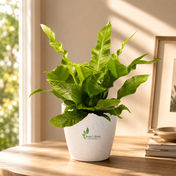 Bird Nest Fern