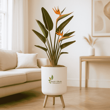 Bird Of Paradise