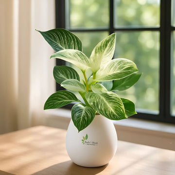 Philodendron Birkin