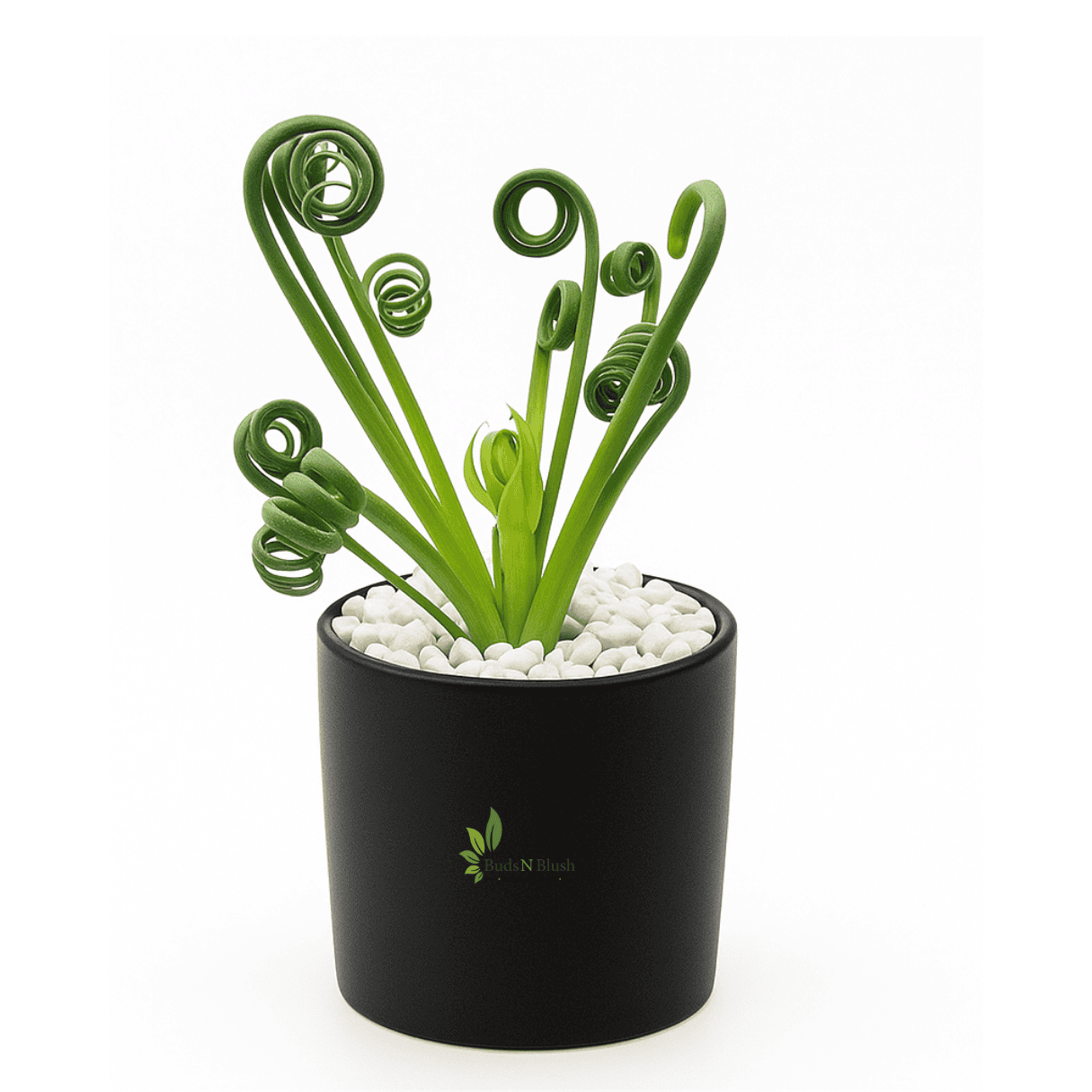 Graines Albuca Spiralis - Plante Rare Aux Feuilles Torsadées - Facile à Cultiver - Lot De 3 Graines - 13
