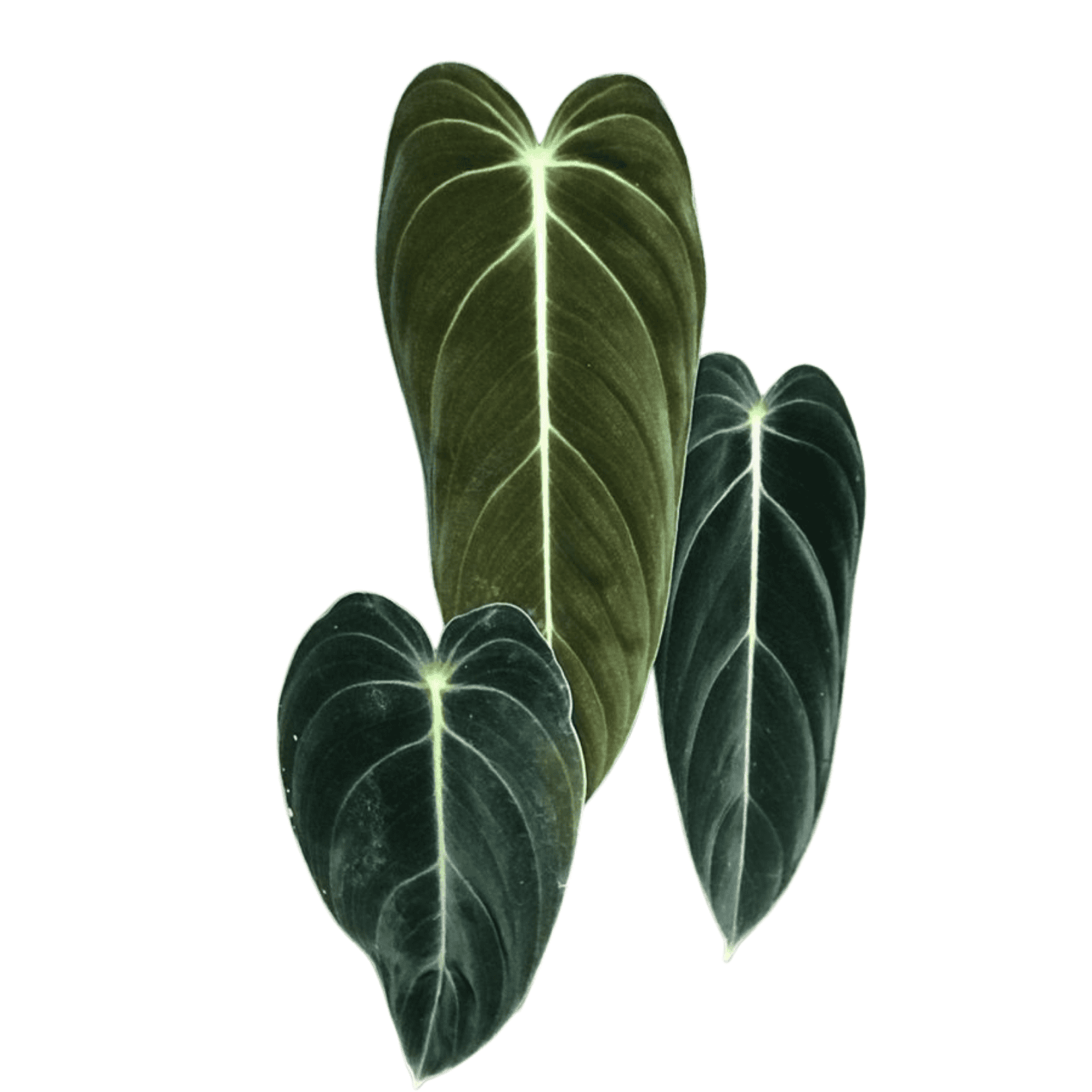 philodendron melanochrysum中文 Philodendron Melanochrysum