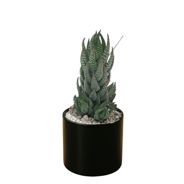 Haworthia Reinwardtii