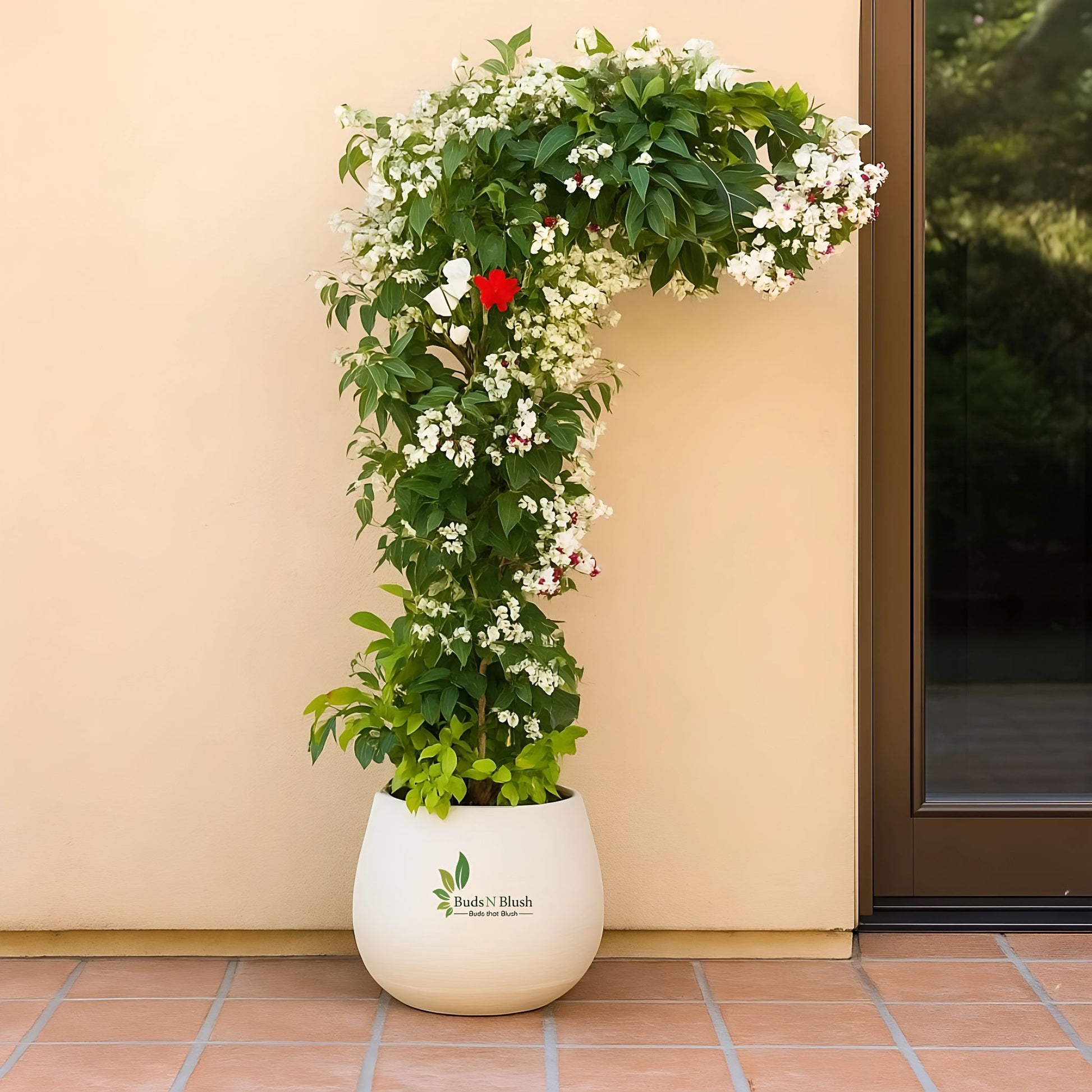 potted bleeding heart plant Bleeding Heart Vine