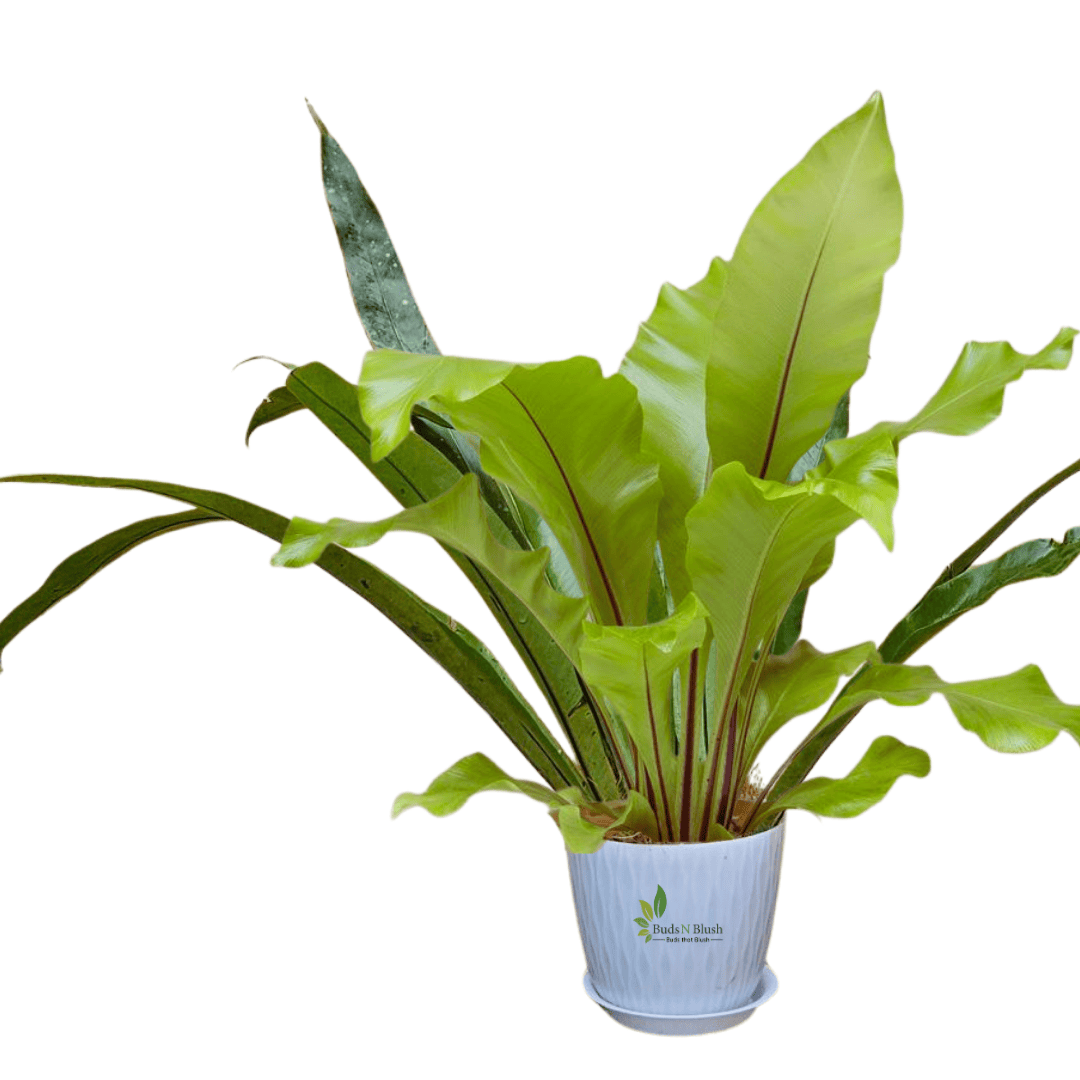 birds nest fern cost Bird Nest Fern