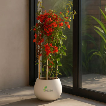 Red Bougainvillea