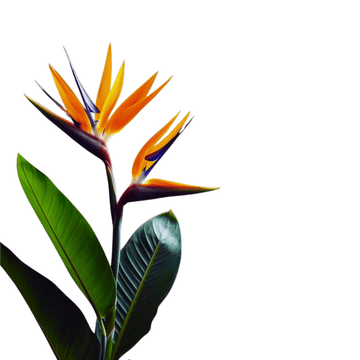 Bird Of Paradise