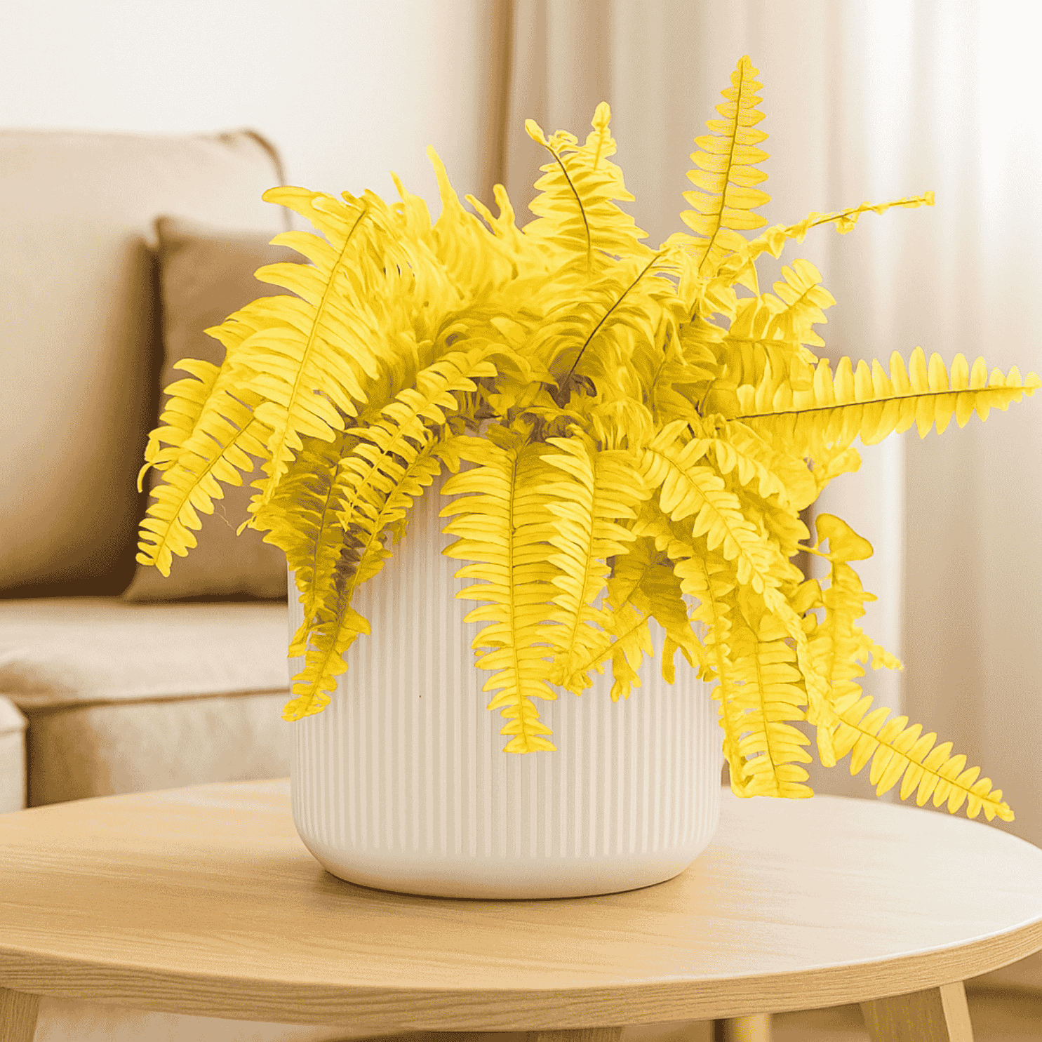 Boston Fern