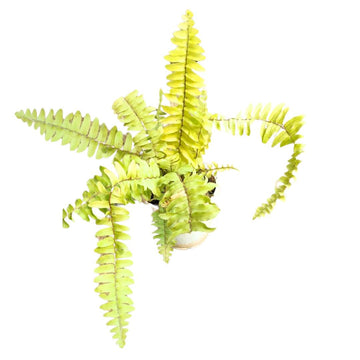 Boston Fern Plant- Air Purifying Plants