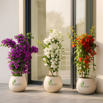 Bougainvillea Three Plant Combo