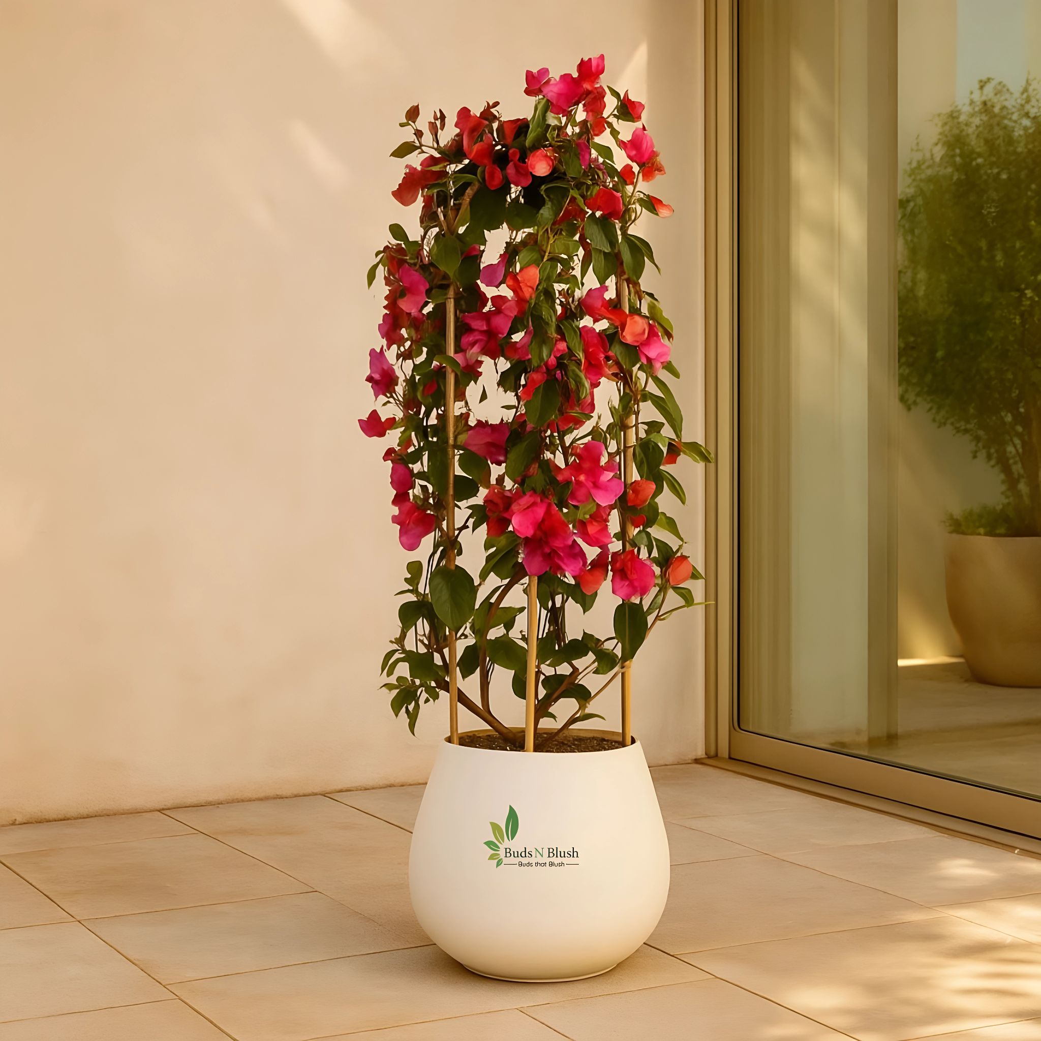 Pink Bougainvillea