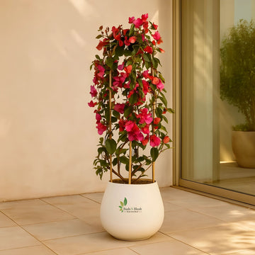 Pink Bougainvillea