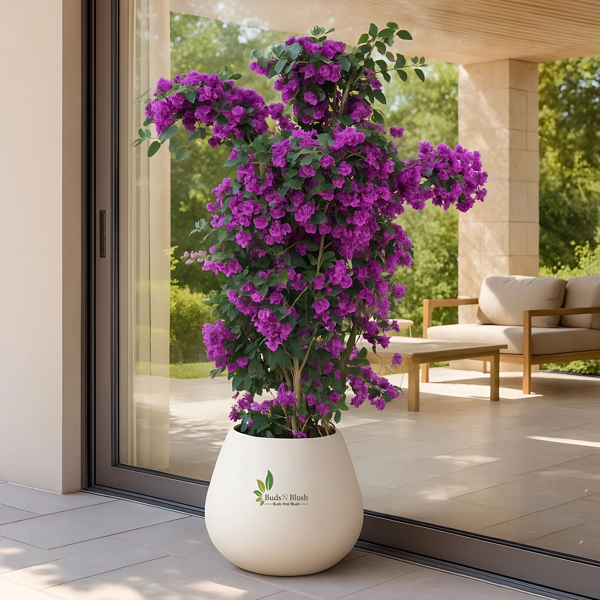 Purple Bougainvillea